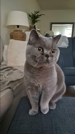 leuke dansende kat #cat #funny