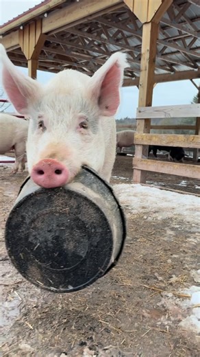 Arthur’s Acres Animal Sanctuary on Instagram: "Fay is over the feeding pavilion and is requesting a table for one now. #arthursacres #compassioniscontagious #reacueismyfavoritebreed #arthursacresanimalsanctuary"
