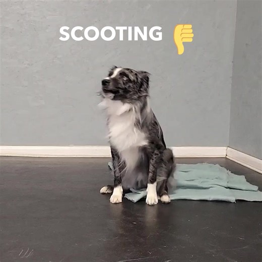 Whether your dog is scooting, licking, or biting their rear end Glandex products can help your pet boot the scoot! 🐾🐶 🐾 Featuring chews, sprays, & wipes 🔬 Vet-formulated and clinically tested products 🌎 Made by Vetnique, trusted by 100K vets worldwide 🤝 90-day money back guarantee | Vetnique