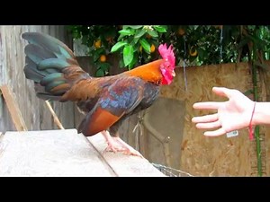 Old English Game Bantam hennie