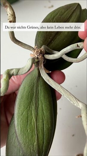 Schrumpelige Blätter an Orchideen - so werdet ihr sie wieder los!