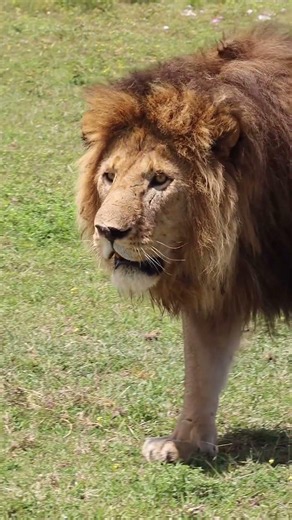 Veyondra Tales: Every Step Commands Respect | Epic Lion King Story 🦁👑 #lion #lionking #wildlife