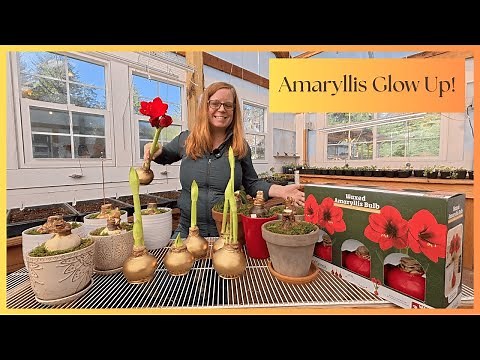 Pulling Amaryllis Out of Dormancy | Waxed Bulbs with Gold Paint + Tips to Grow Them Every Year