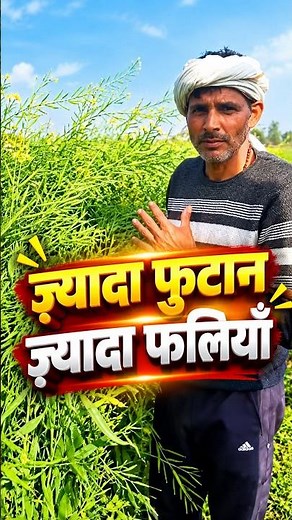 एक पौधे में इतनी फुटान! 😲 कैस्पर सरसों का शानदार रिजल्ट | Mustard Farming | AgroStar