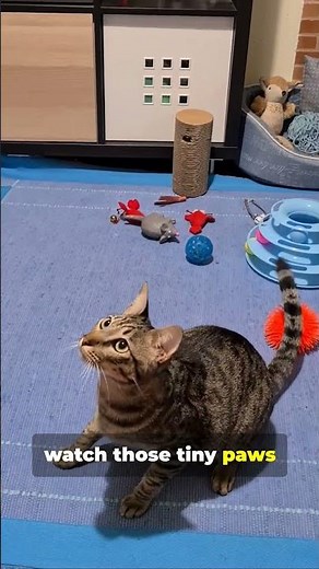 Purrfect Games to Entertain Your Cat #cats #kitten #catowners