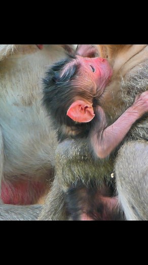 52K views · 1.2K reactions | Newborn Monkey’s Tiny Hands and Big Energy | Million Monkey | Facebook