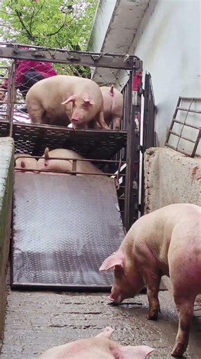 Pig Farmer Safely Loading Pigs into a Truck | Educational Purpose Only
