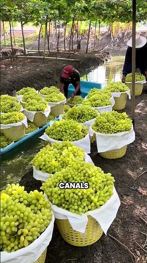 Thailand’s Floating Vineyard: Farming Grapes with Boats