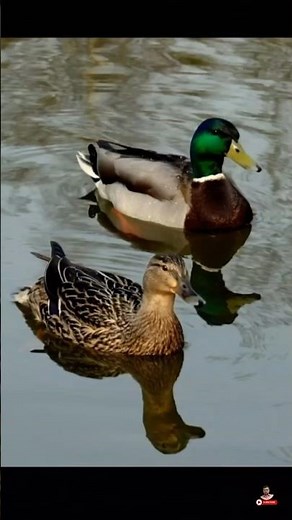 Beautiful Ducks Swimming Gracefully | Colorful Ducks in Nature | Relaxing Nature Video #Ducks #fyp