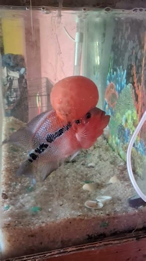 [13.03.2004] arjun mini vlog 💖 🐠 🍃 ‪@arjunan__2004‬ #trending #vlog #subscribe