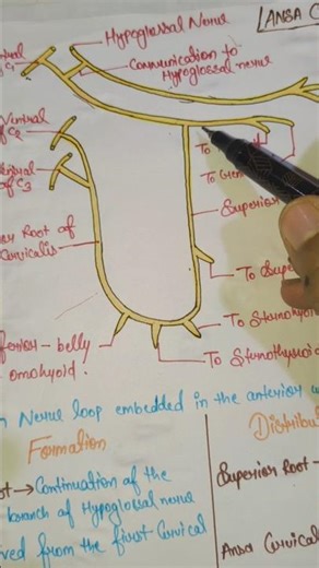 Ansa Cervicalis ~ The Secret Nerve Loop in Your Neck #mbbs #anatomy #dental #bds #medical #medico