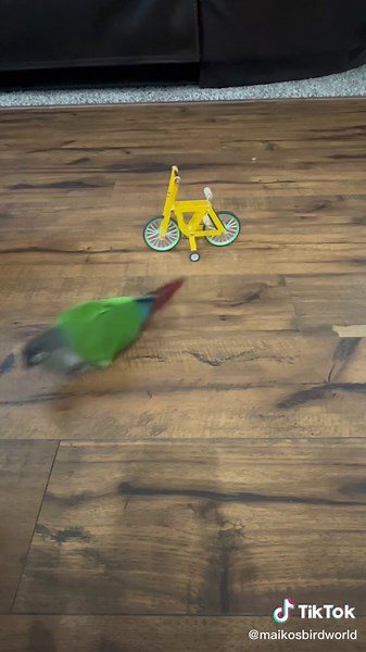 Successful Green Cheek Conure Training Session Tips