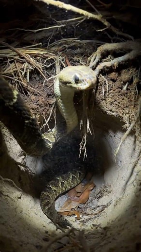 Rattlesnake POV: Micro Camera Journey Into a Hidden Burrow