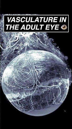 Vasculature in an adult eye 👁️ #eyes #ophthalmology #microscope #anatomy #science #optometry