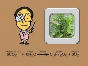 Photosynthesis/Food Chain