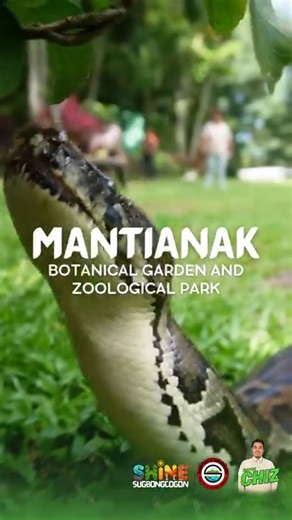 1.7K views · 31 reactions | Meet "Benson", our rescued Reticulated...