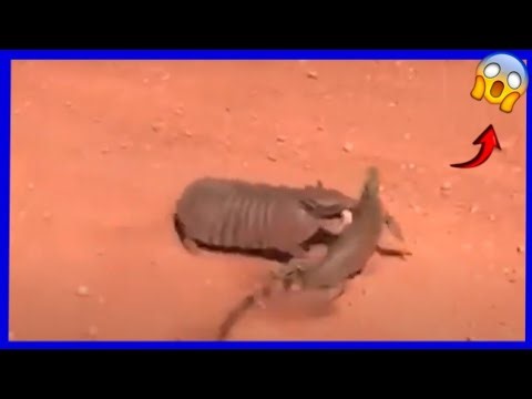 👉 You Won’t Believe What This Armadillo Was Capable of Doing!