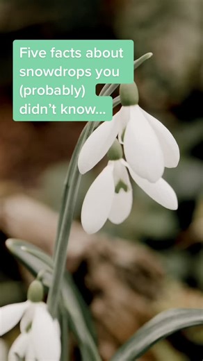 Exploring the Graceful Snowdrop: Facts and Fun