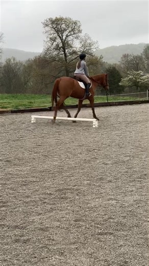 Had a short little baby lesson the first ride in my new (to me) saddle yesterday!! We just barely missed the storms. It started pouring the second we got back to the barn😆 #ridinglessons #jumpinglessons #flatwork #lessonhorse #equestrian #englishriding #rainyride #newsaddle #devacouxsaddle