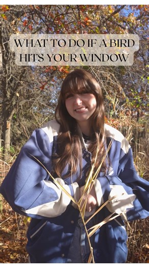 anna goes outside on Instagram: "here’s what to do if a bird hits your window! collisions can seriously injure birds of all shapes and sizes. no matter what, getting them to a wildlife rehabilitation is ultimately what’s best 🤍 🎥: @blackvalve #wildlife #birds #birding #nature"