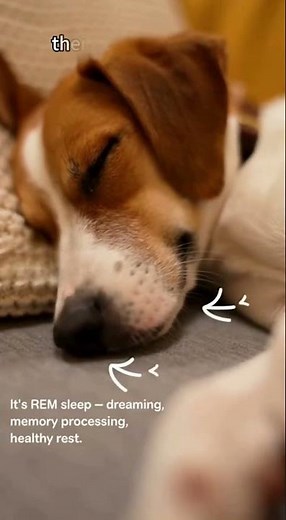 Ever seen your dog twitch while sleeping? Here’s what it really means.