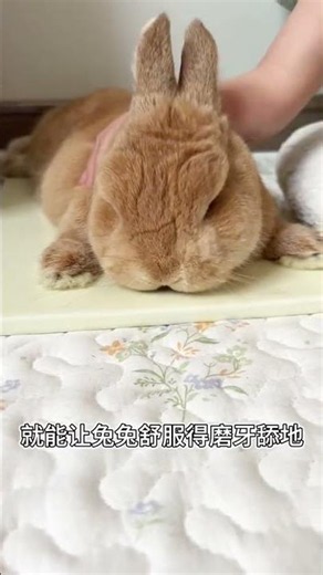 The Enchanting Rabbit Tech: Mastering Rabbit Care for Lovers
