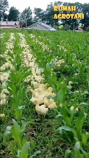 This Japanese Agricultural Technology Innovation Is Amazing, You Know