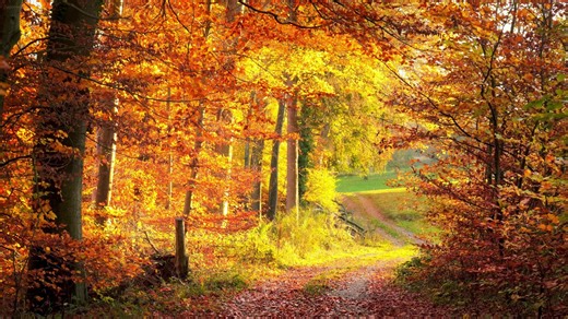 Peder B. Helland - Enchanted Forest (Radio Edit)