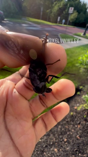 Giant Black Horse Fly Discovery | Amazing Insect Encounter!