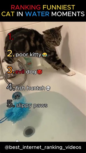 Ranking The Funniest Cats In Water Moments 💦🐱 | Funny Cats #shorts