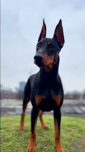 Dobermann erobert Nordrhein-Westfalen – vom Dom bis zum Rhein 🐕🌟