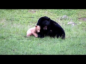Mama Bear Plays with Cub