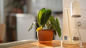 Des plantes vertes en super forme même au bureau - RTBF Actus