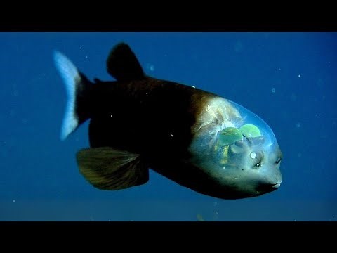 Barreleye Fish 🐟 A Fish With TRANSPARENT Head!