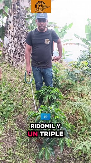 Aplicación de Triple 20 y Ridomil en Café Arara