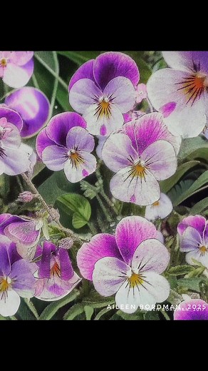 8.8K views · 436 reactions | ❤️ Claude Monet - The magic of Monet! His garden and home at Giverny ❣️❣️❣️ | Claude Monet - Monet's Palate to Palette | Facebook