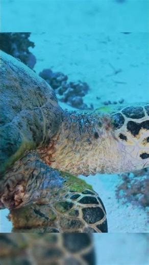 HD Fish Tank Close-Ups – Mesmerizing Underwater Moments