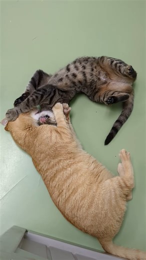 4.5K views · 321 reactions | Periwinkle is GETTING a bath, Horus will make sure of that 路 | League for Animal Welfare | Facebook