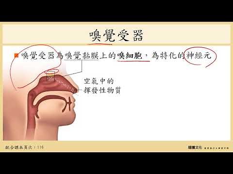 108選生三 4-1 神經系統_5感覺受器