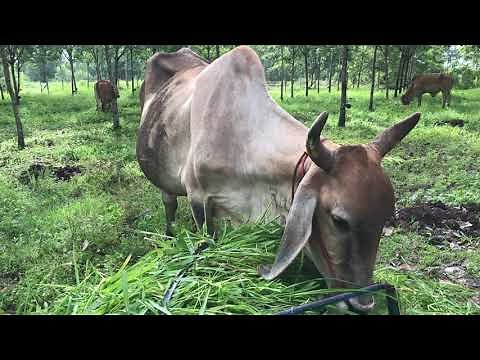 Grass For Cows. |Cow Eating Grass| ASMR