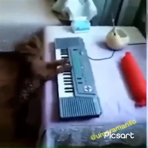 Funny Animal Videos |Animals Fails | Fails Compilation 2024