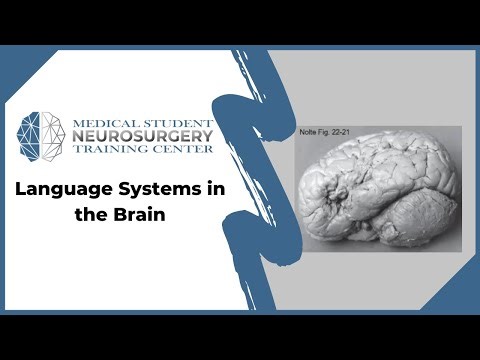Language Systems in the Brain