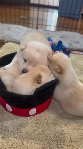  FREE PUPPIES ALERT! ❤️ Are you ready to welcome pure love, joy,...