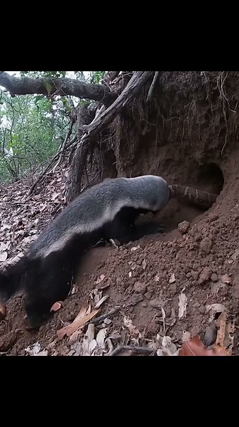 Witness the incredible physics of a wild honey badger using muscle to excavate a snake from burrow