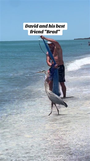 #veniceflorida #heron#greatblueheron #floridabirds #beachday | Great Blue Heron Birds