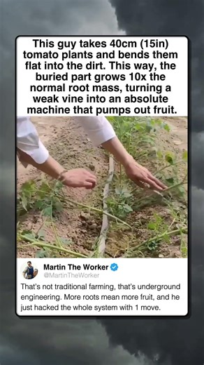 SIMPLE HACK FOR MASSIVE TOMATO HARVESTS