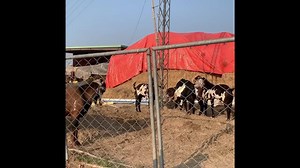 43 reactions · 4 comments | Goat Farm Registration // بکری فارم کا اندراج کروانا | Goat Land Farms | Facebook