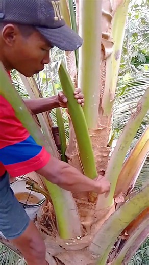 😱🌴 DON’T BLINK! THE SECRET TO SWEET COCONUT SAP STARTS HERE! 💧🍯