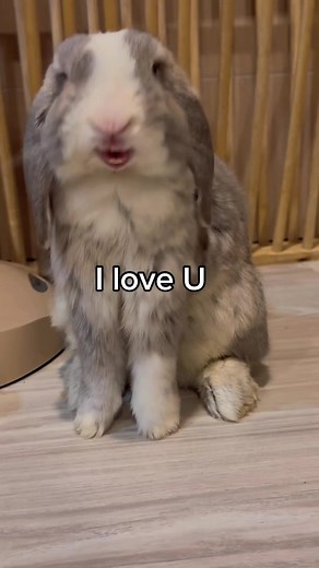 Adorable Bunny Rabbit Compilation | Cute Rabbit Videos