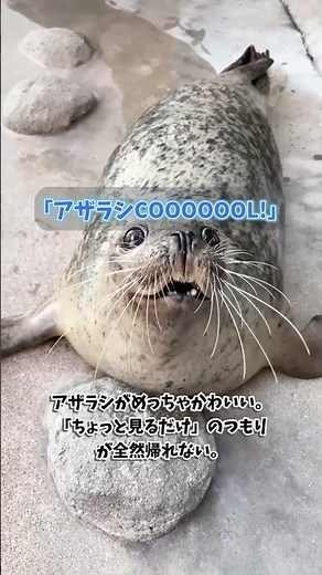 この夏、1回で3つの期間限定イベントが楽しめるって知ってた？👀✨#京都水族館 #京都観光 #お出かけ #夏休み #kyotoaquarium